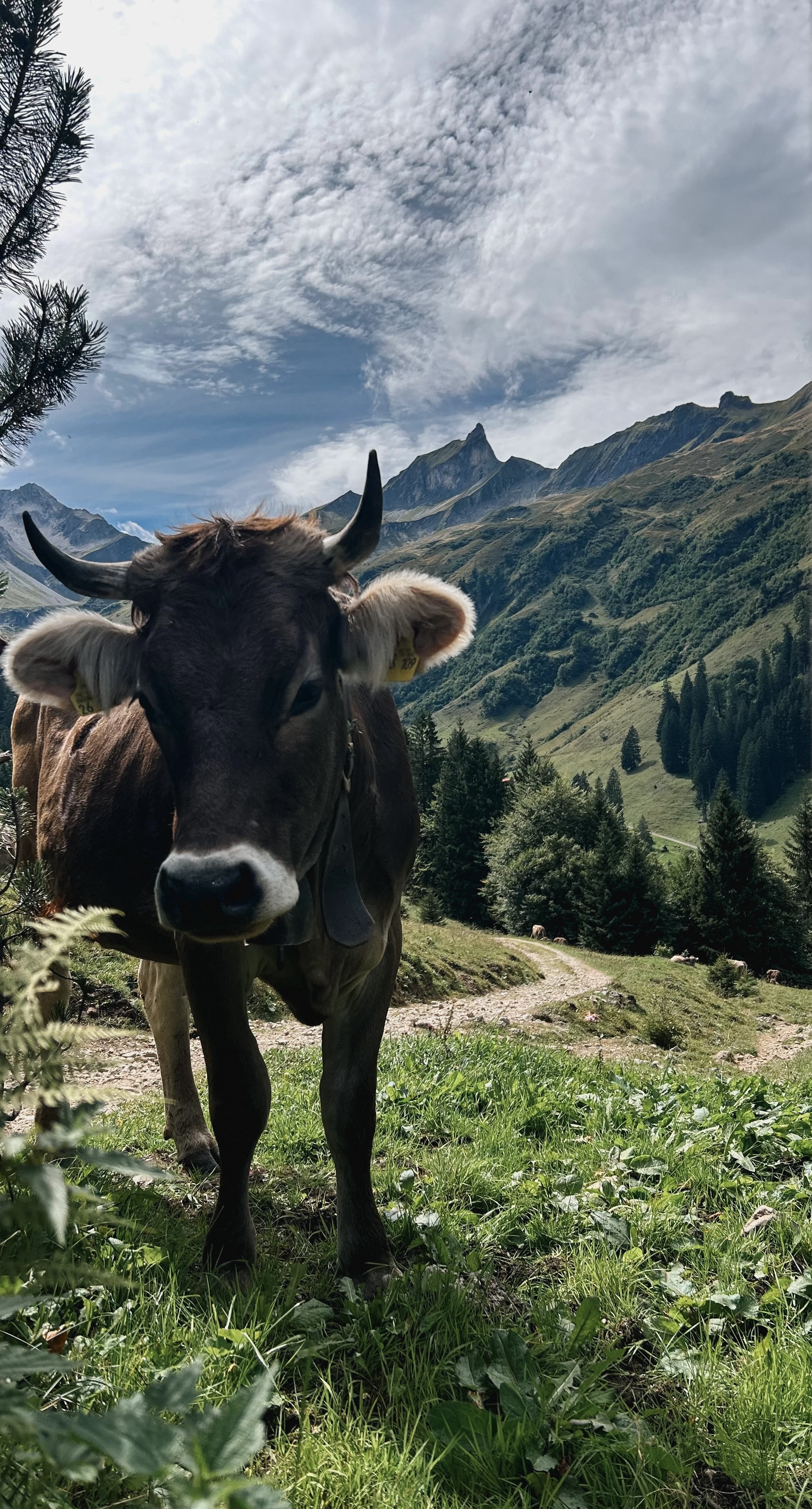 Alpe Bärgündle